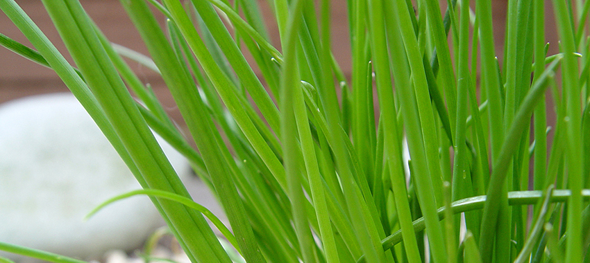 香茅精油提取浓缩设备解决方案 