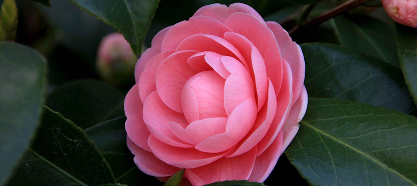 山茶花精油提取浓缩设备解决方案 
