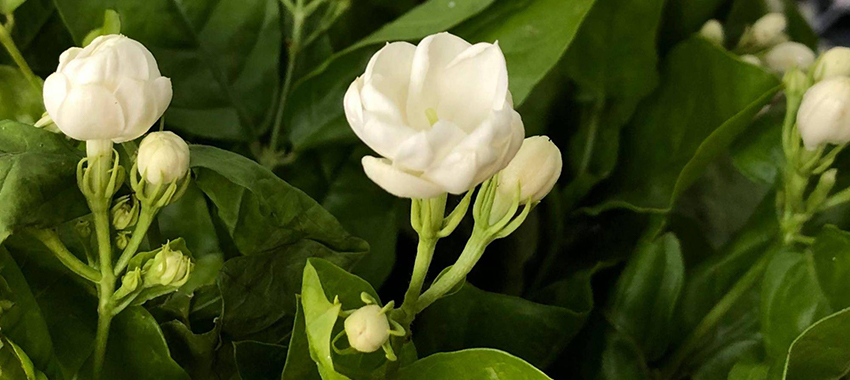茉莉花精油提取浓缩设备解决方案 